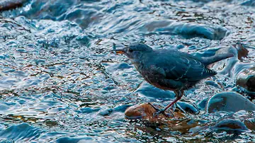 American Dipper holding a small minnow in its bill