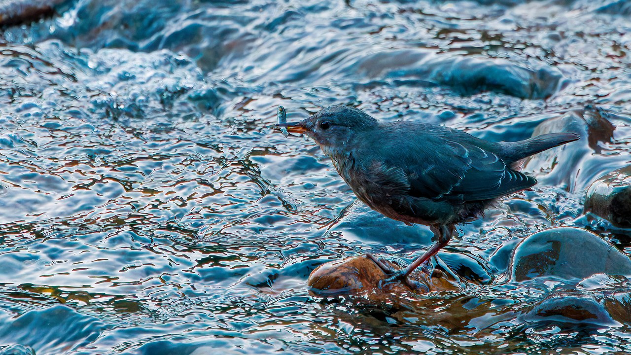 American Dipper holding a small minnow in its bill