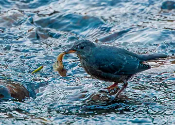 American Dipper with a larger aquatic nymph