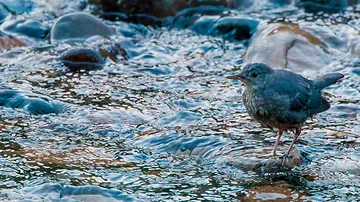 American Dipper standing in shallow flowing water along the Provo River