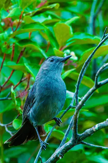 Adult Gray Catbird perched in riparian vegetation