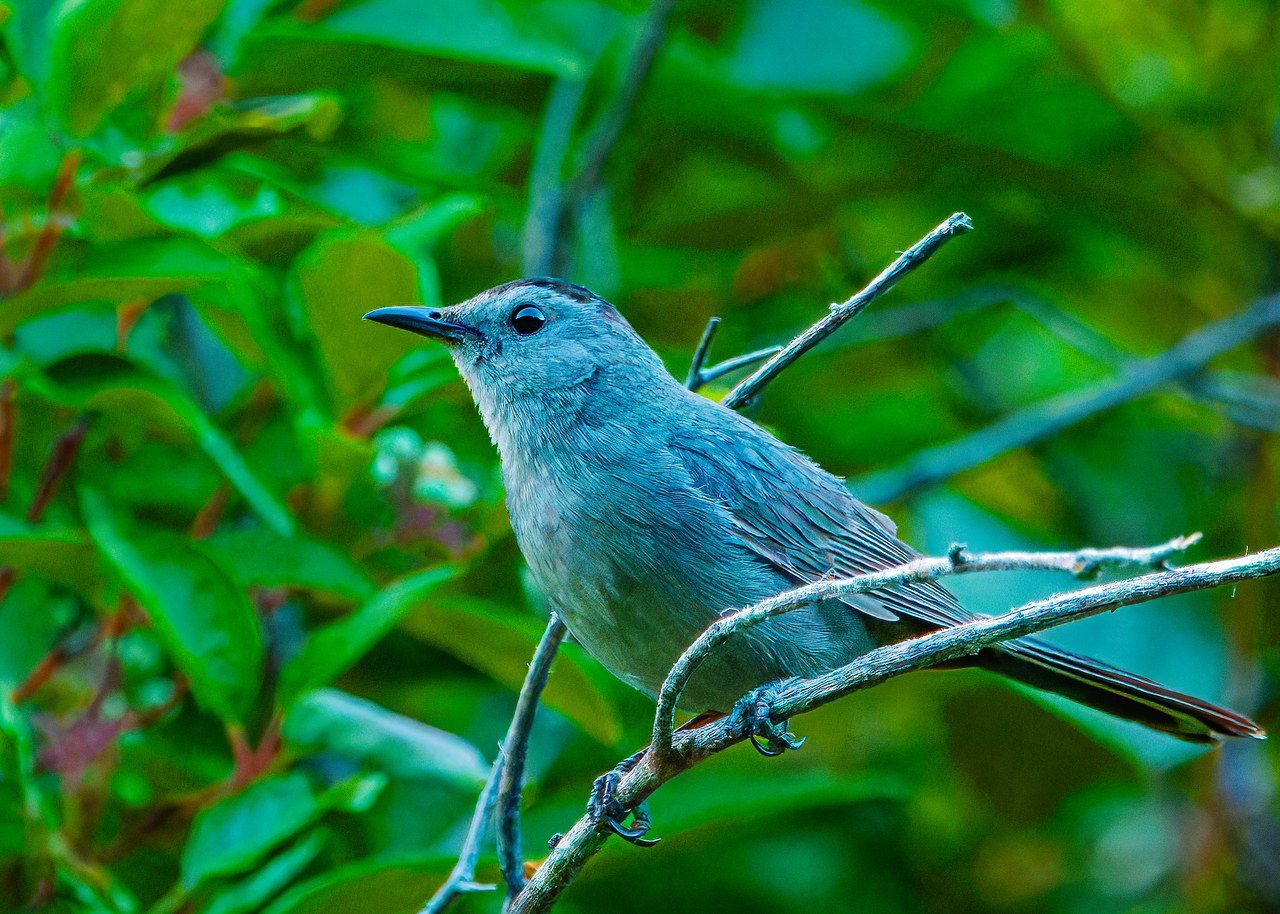 Second adult Gray Catbird perched nearby