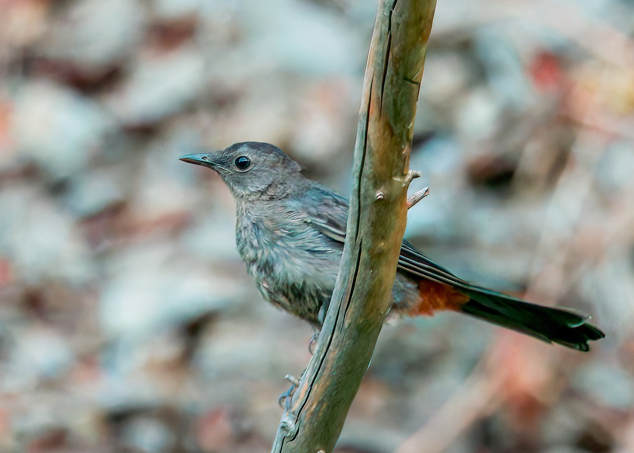 Juvenile Gray Catbird with softer plumage