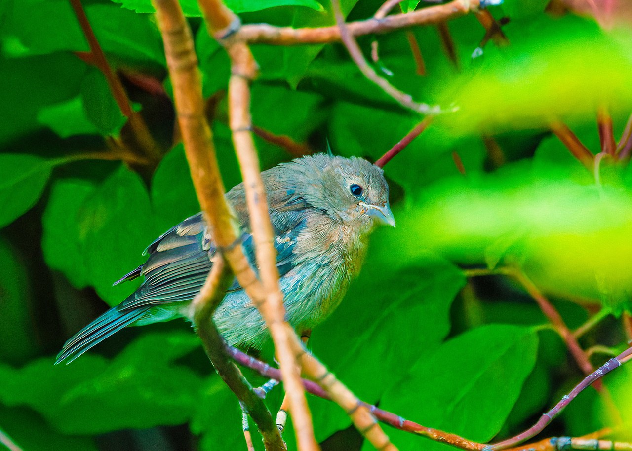 Juvenile bunting partially hidden in dense green foliage