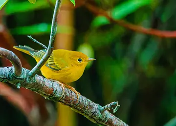 Juvenile Yellow Warbler perched in leafy branches