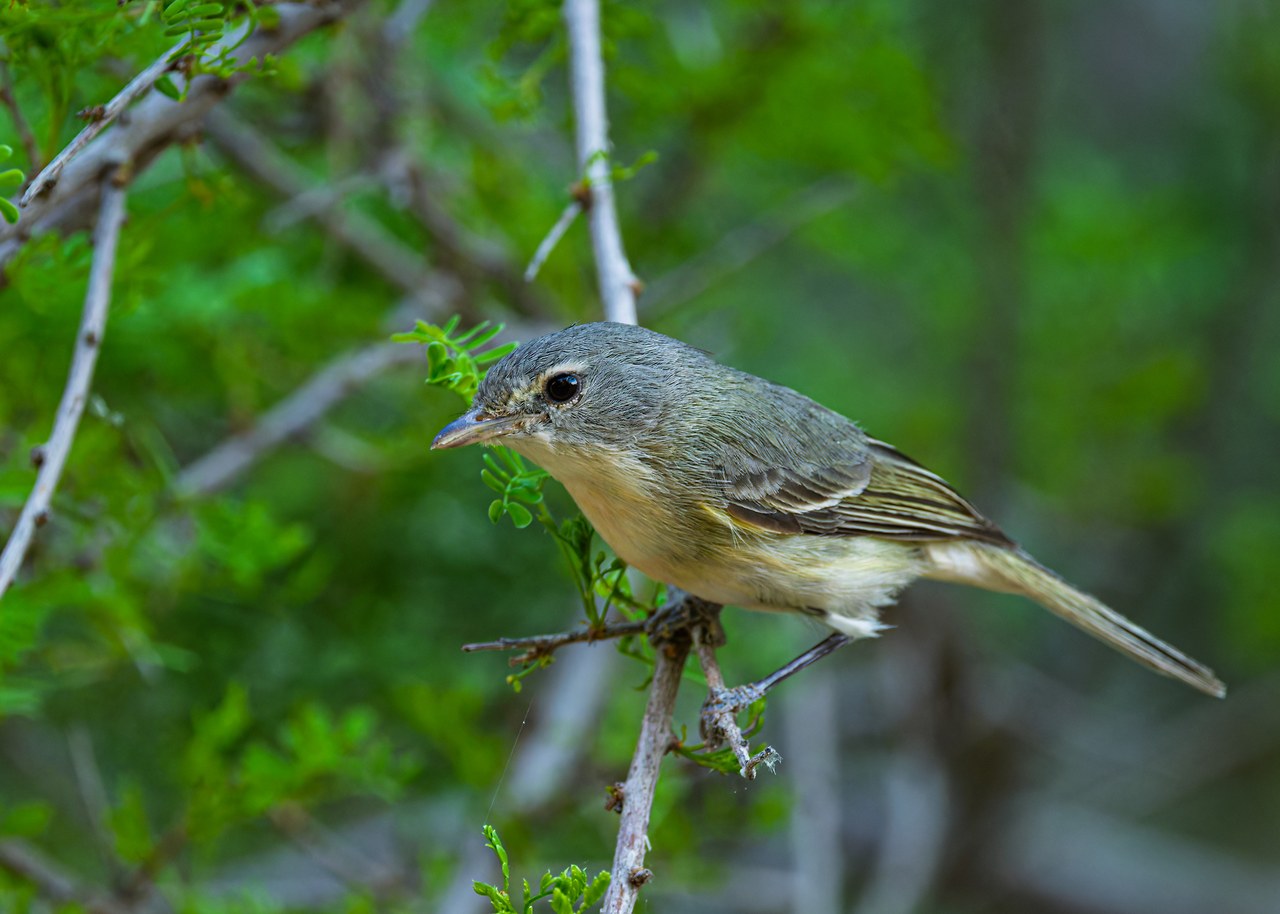 Bell's Vireo perched in riparian vegetation while birding in Havasupai.