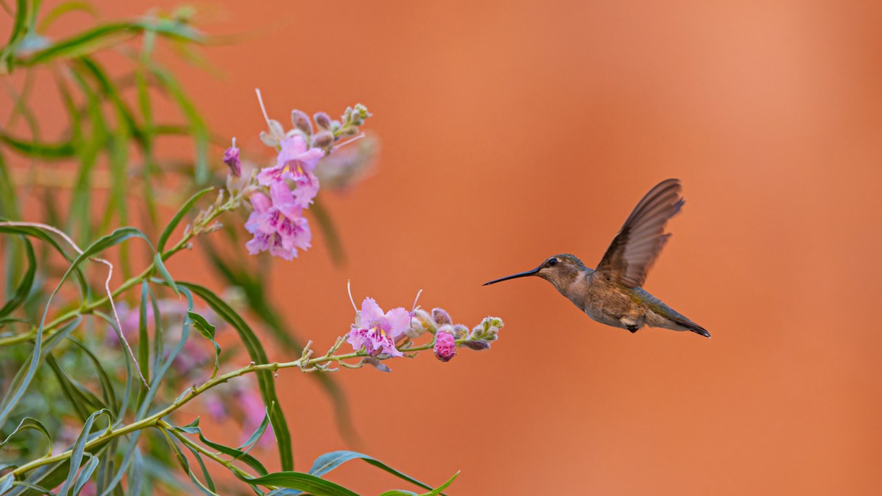 Black-chinned Hummingbird hovering beside pink desert flowers in Havasupai.