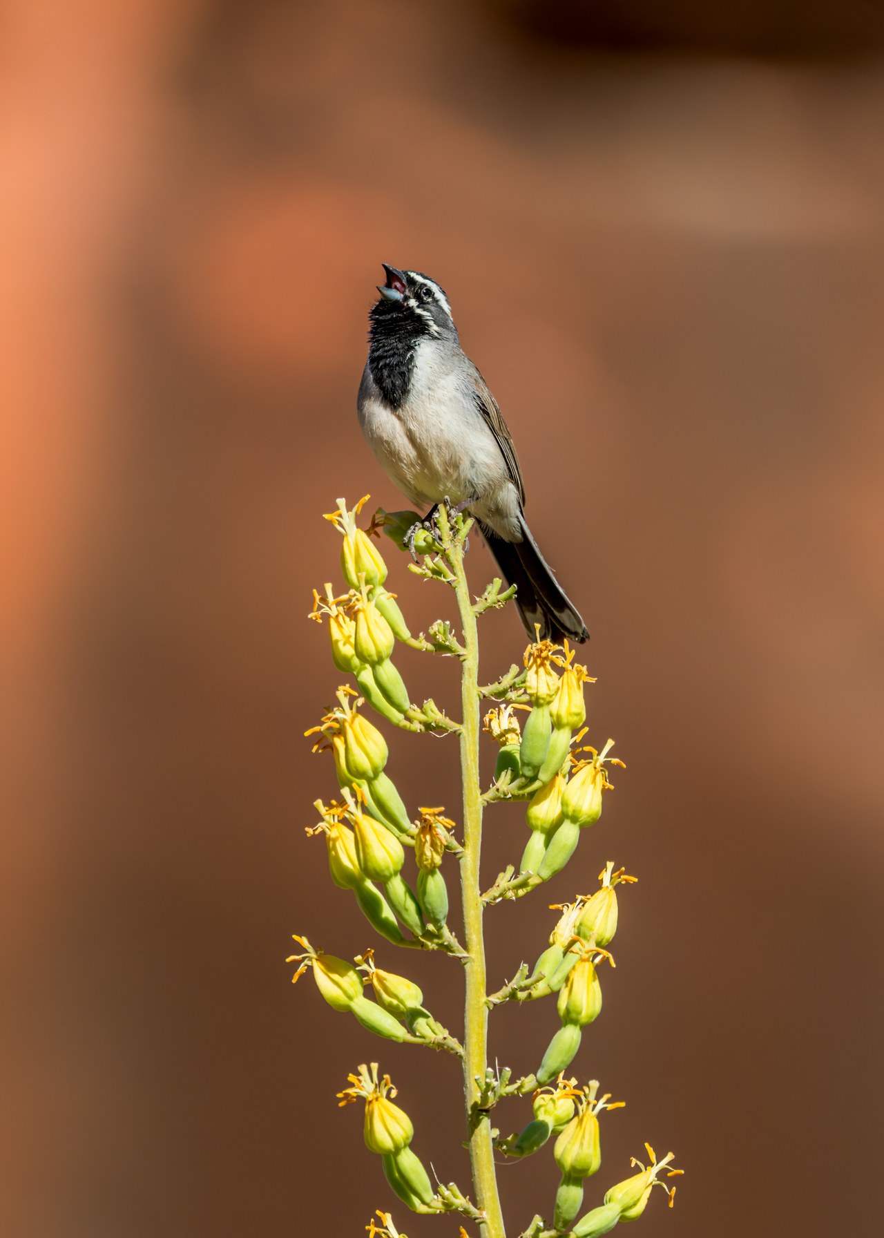Black-throated Sparrow singing from a flowering desert plant while birding in Havasupai.