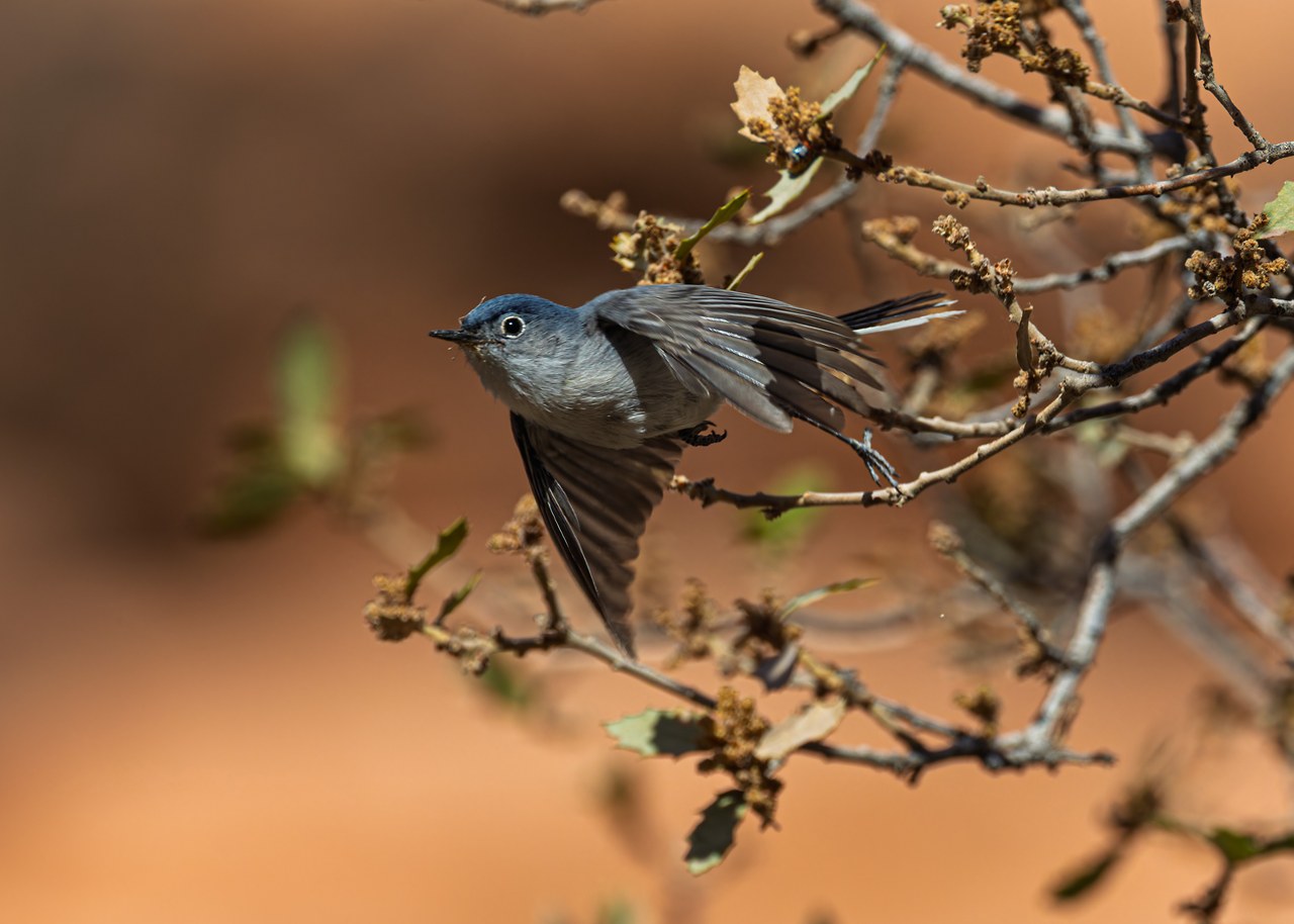 Blue-gray Gnatcatcher flying between desert shrubs in the Havasupai canyon.