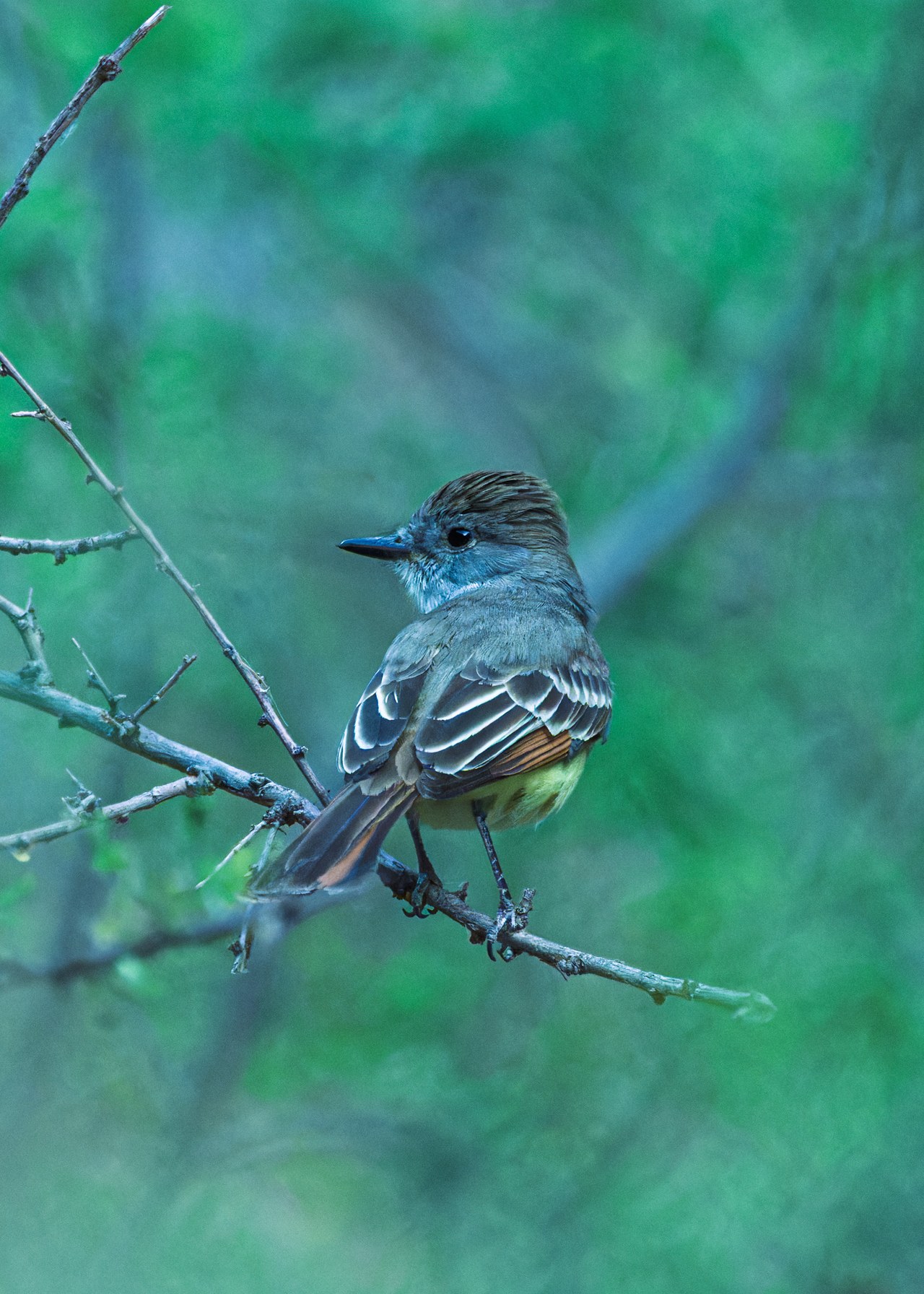 Brown-crested Flycatcher perched in green riparian brush while birding in Havasupai.