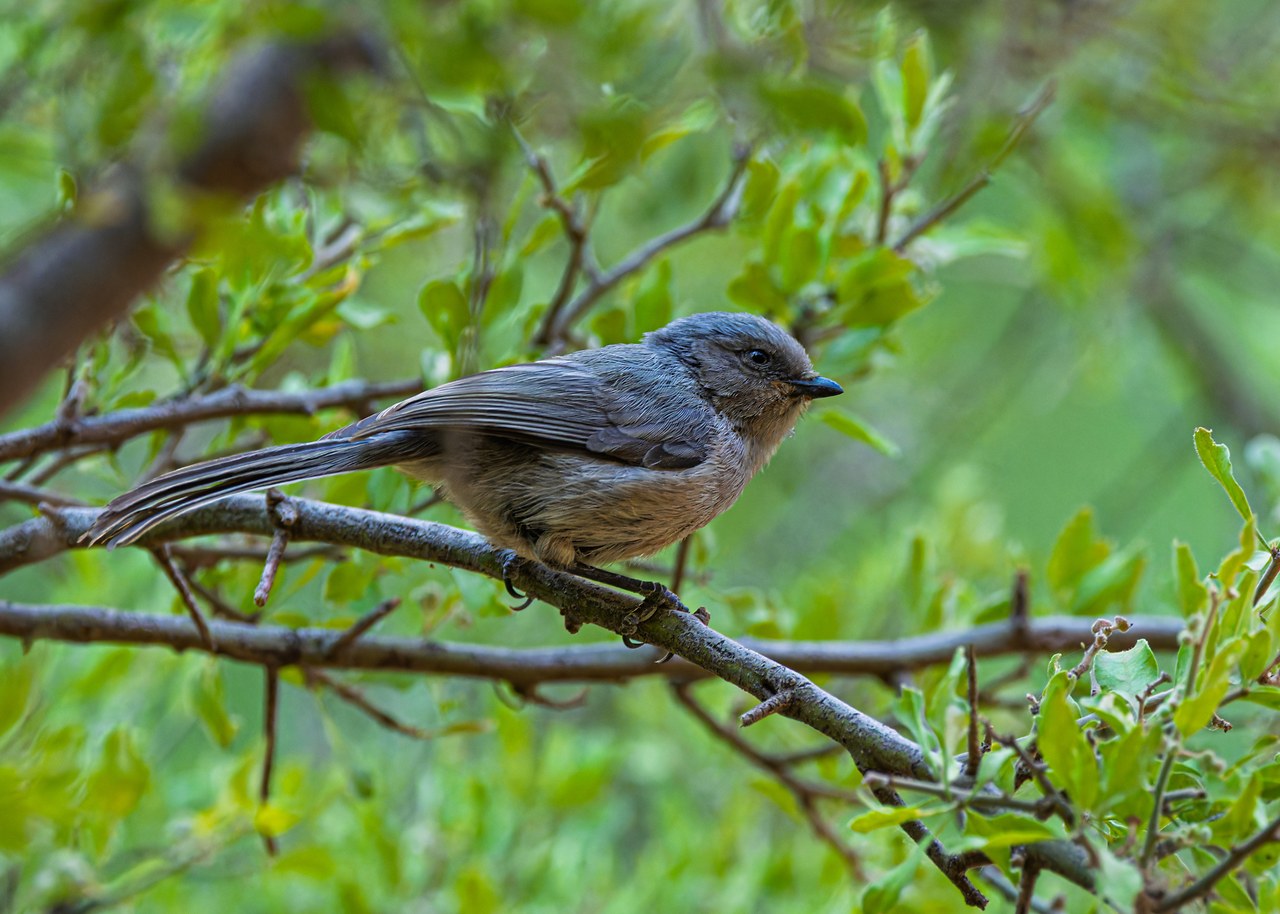 Bushtit perched in green riparian brush while birding in Havasupai.