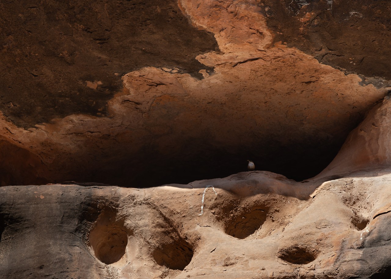 Canyon Wren perched in a shadowed canyon wall with food in its bill.