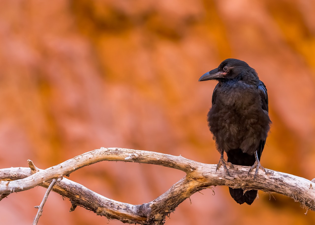 Common Raven perched on a branch against the red canyon walls of Havasupai.