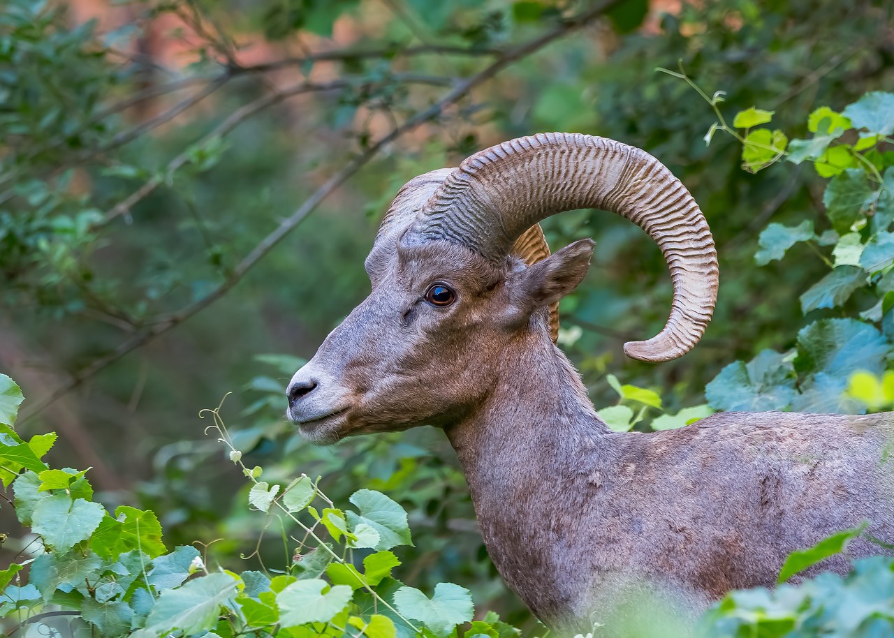 Desert Bighorn Sheep