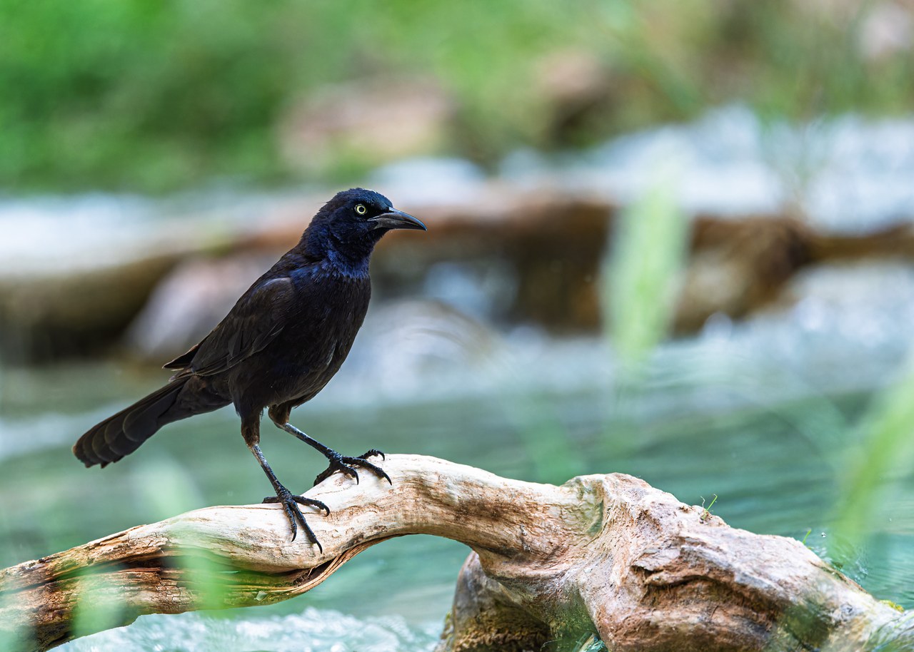 Great-tailed Grackle perched beside flowing water in Havasupai.