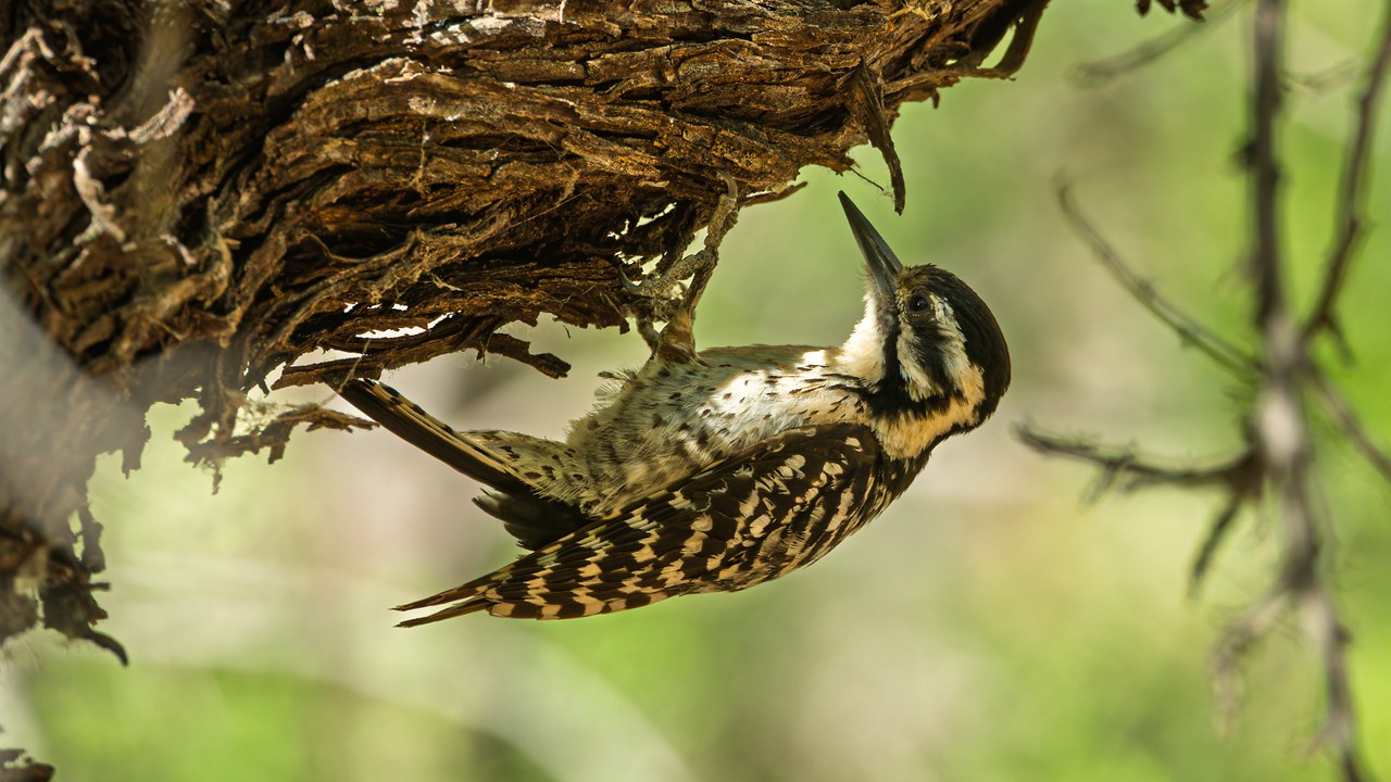 Ladder-backed Woodpecker hanging upside down beneath a dead cottonwood branch.
