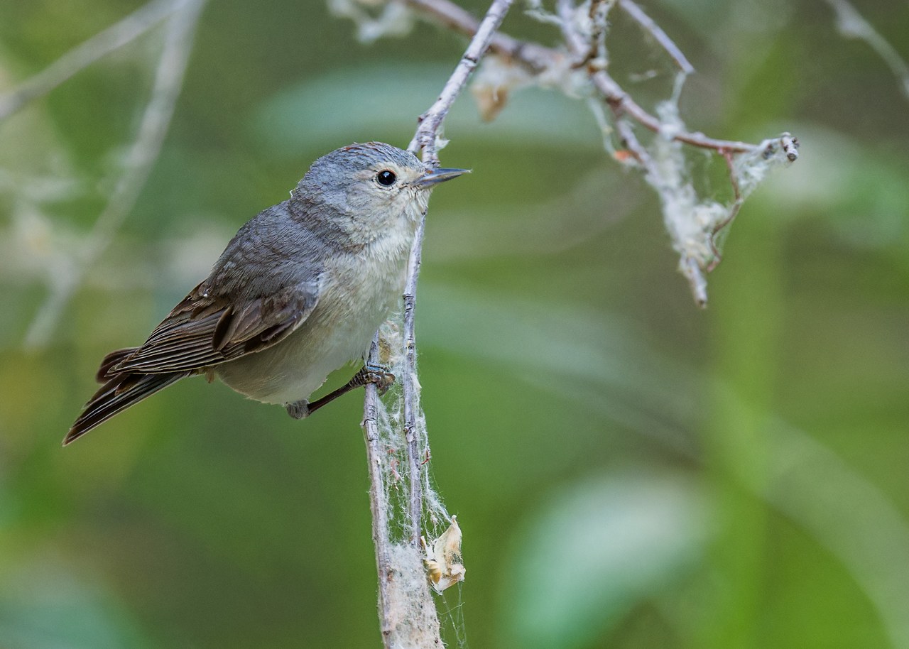 Lucy's Warbler carrying nesting material while birding in Havasupai.