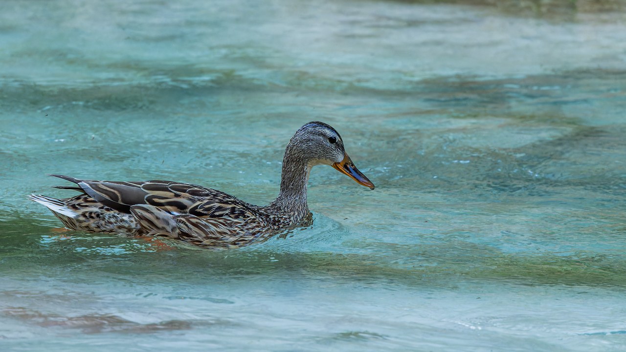 Female Mallard swimming in turquoise Havasupai water.