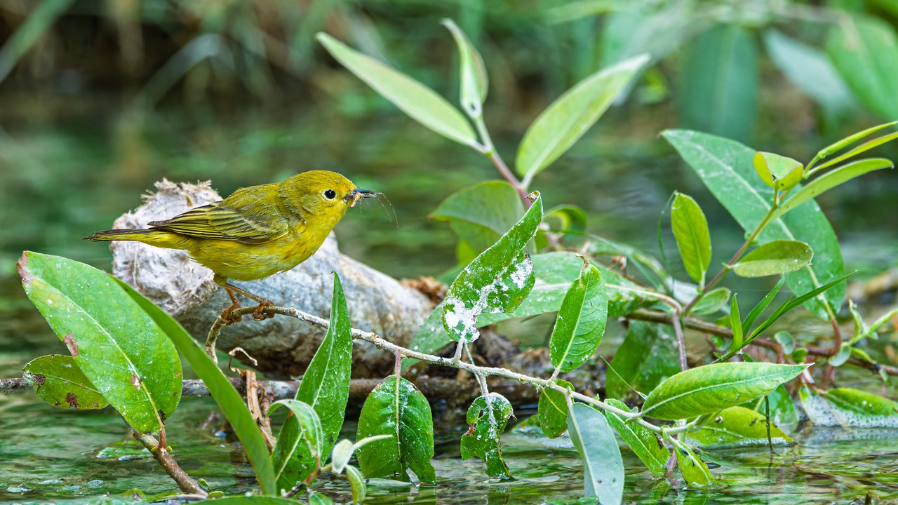 Northern Yellow Warbler carrying an insect near Havasu Creek.