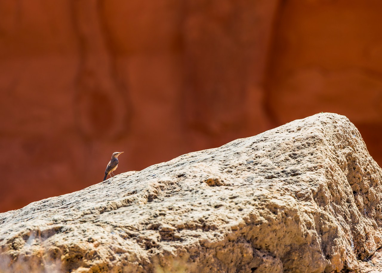 Rock Wren standing atop a sunlit canyon boulder in Havasupai.