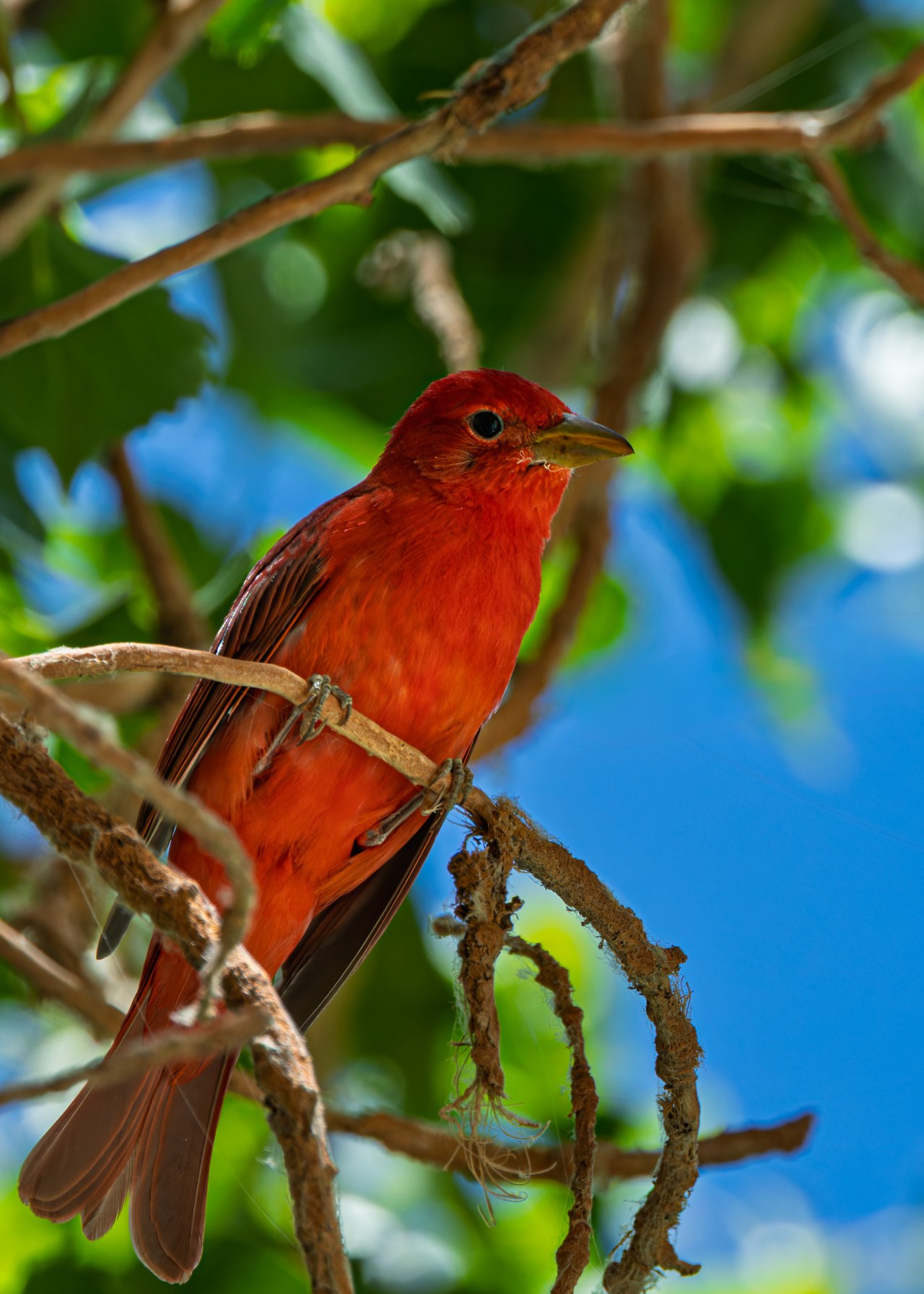 Male Summer Tanager perched in green cottonwood leaves while birding in Havasupai.