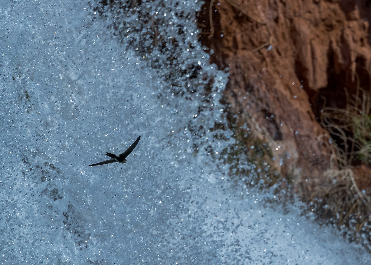 White-throated Swift flying through the spray of Havasu Falls in Havasupai.