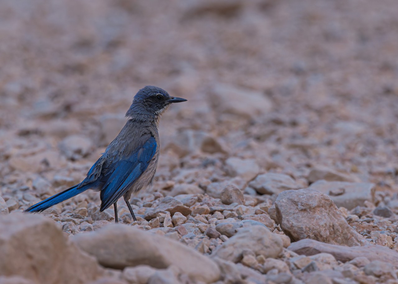 Woodhouse's Scrub-Jay foraging among gravel and desert stones while birding in Havasupai.