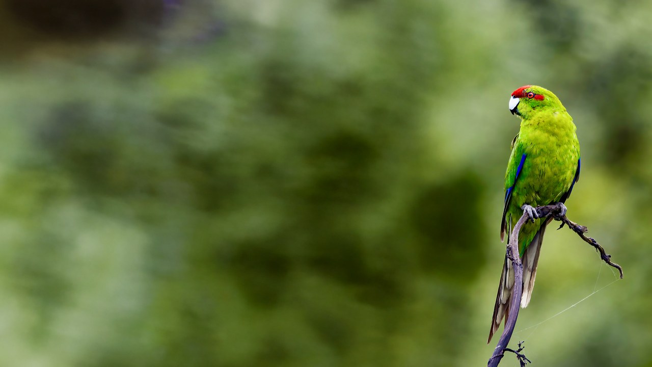 Kฤkฤriki or Red-crowned Parakeet perched on a bare branch against a softly blurred green forest background on Tiritiri Matangi Island, New Zealand.