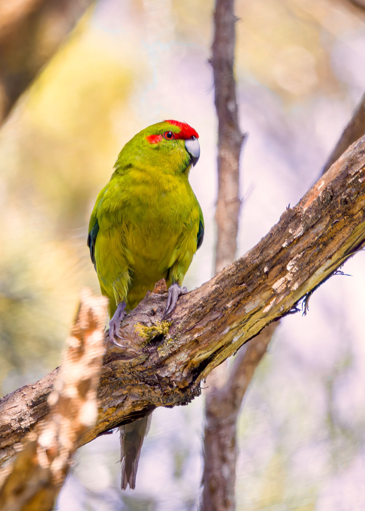 Kākāriki or Red-crowned Parakeet perched in forest on Kapiti Island.