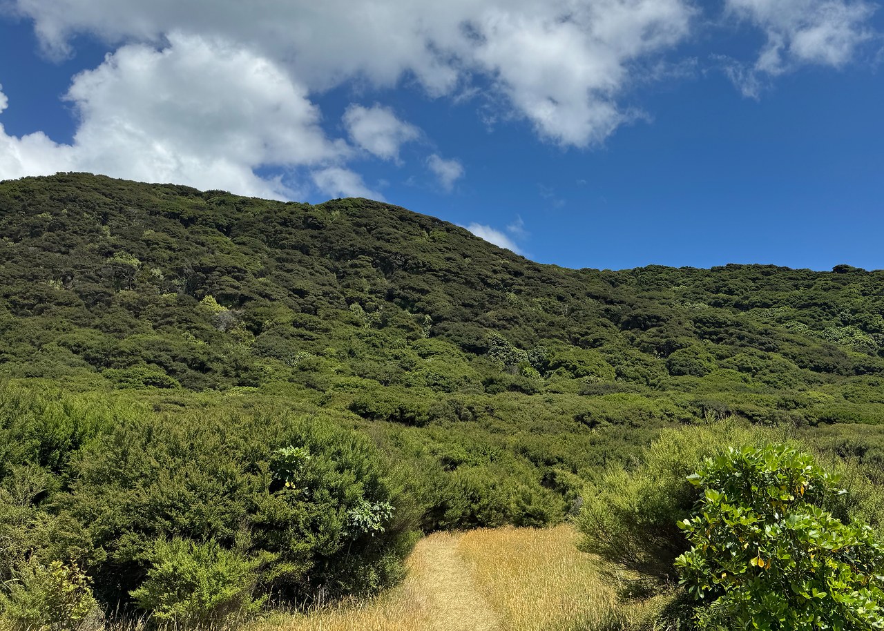 Forest trail and coastal vegetation on Kapiti Island in New Zealand.