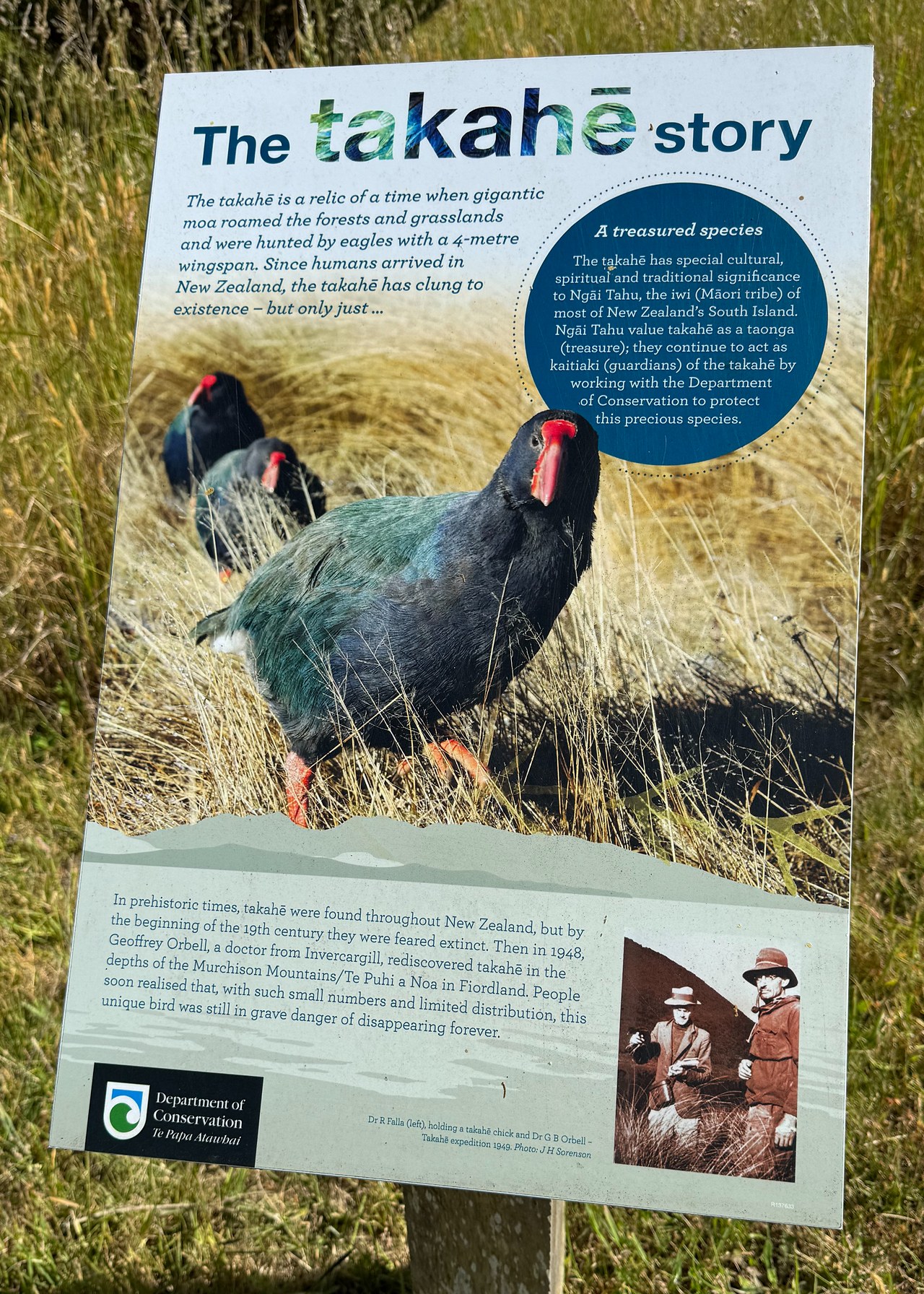 Interpretive sign on Kapiti Island explaining what makes the Takahē special.