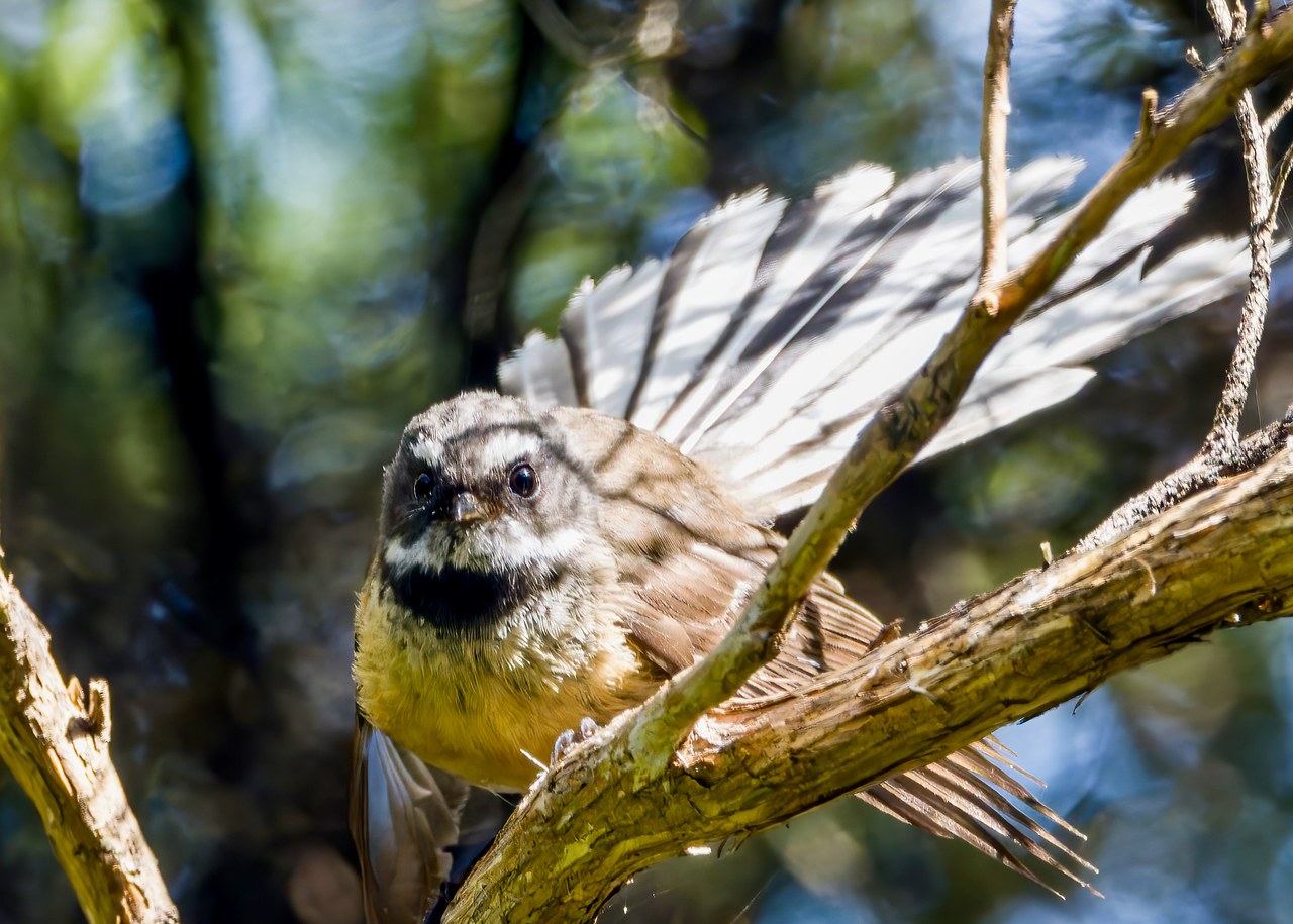 Pīwakawaka or New Zealand Fantail perched on a branch on Kapiti Island.