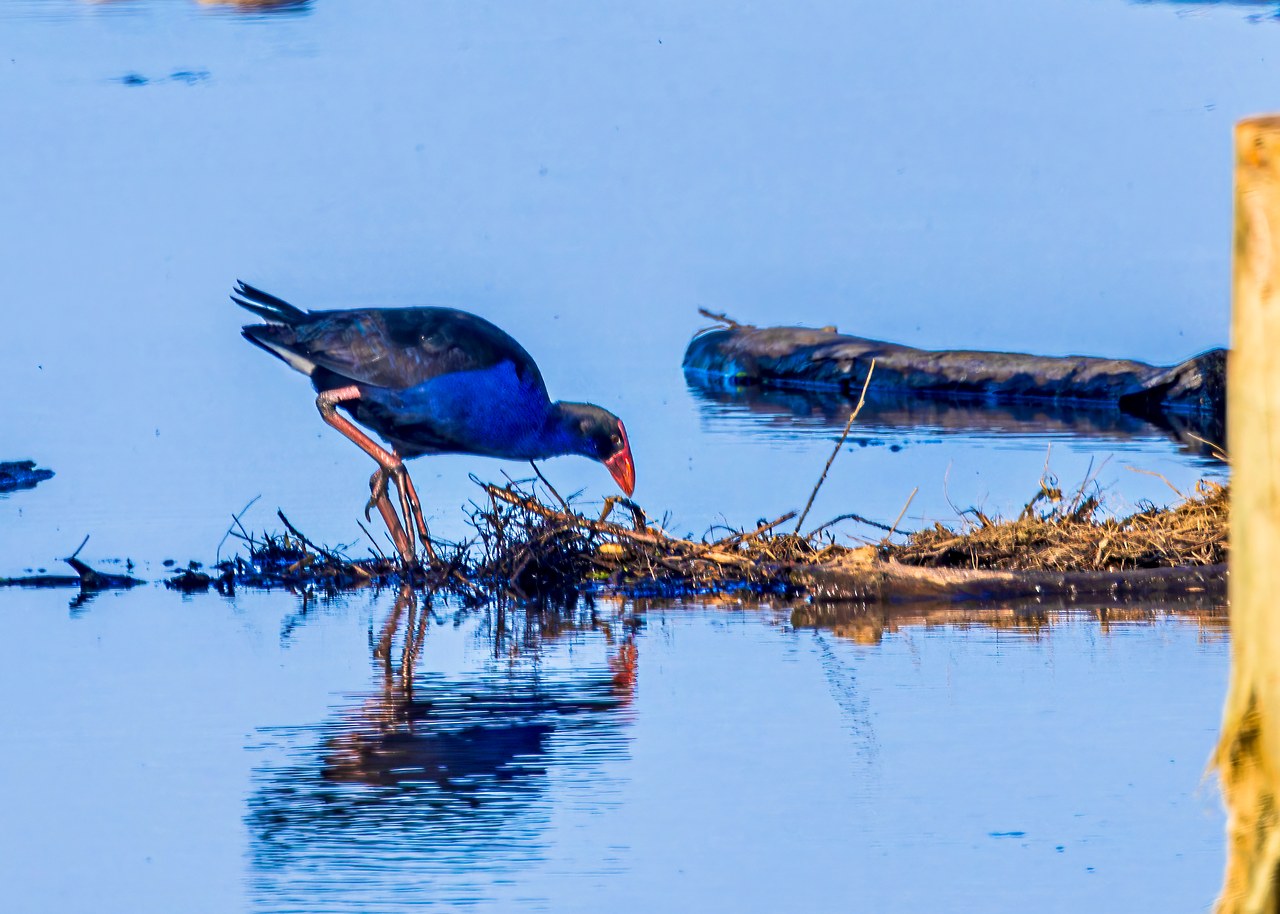Pūkeko feeding in shallow water near the Kapiti Island ferry landing.