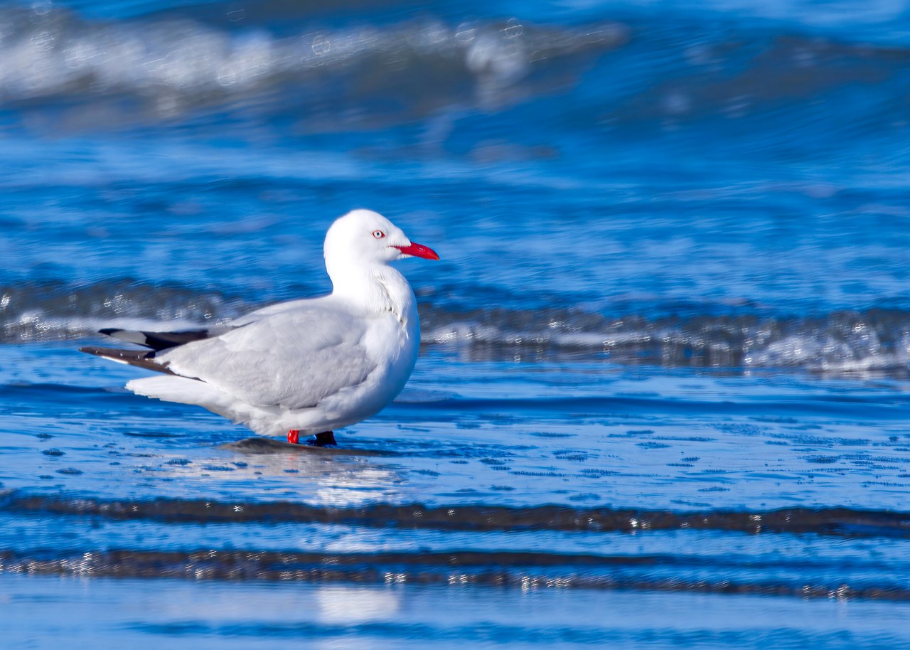 Silver Gull standing near the Kapiti Coast shoreline.