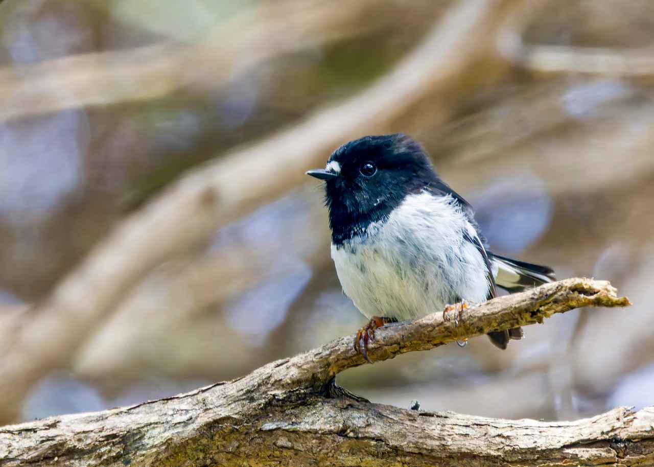 Male New Zealand Tomtit perched on a branch in native forest on Kapiti Island, New Zealand.