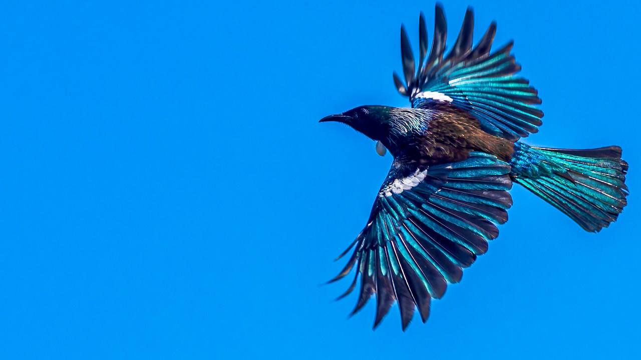 Tūī flying against a clear blue sky on Kapiti Island.