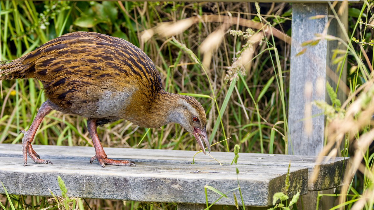 Weka walking along a wooden picnic bench on Kapiti Island in New Zealand.