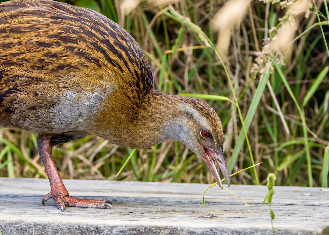 Weka walking beside a picnic bench on Kapiti Island, New Zealand.