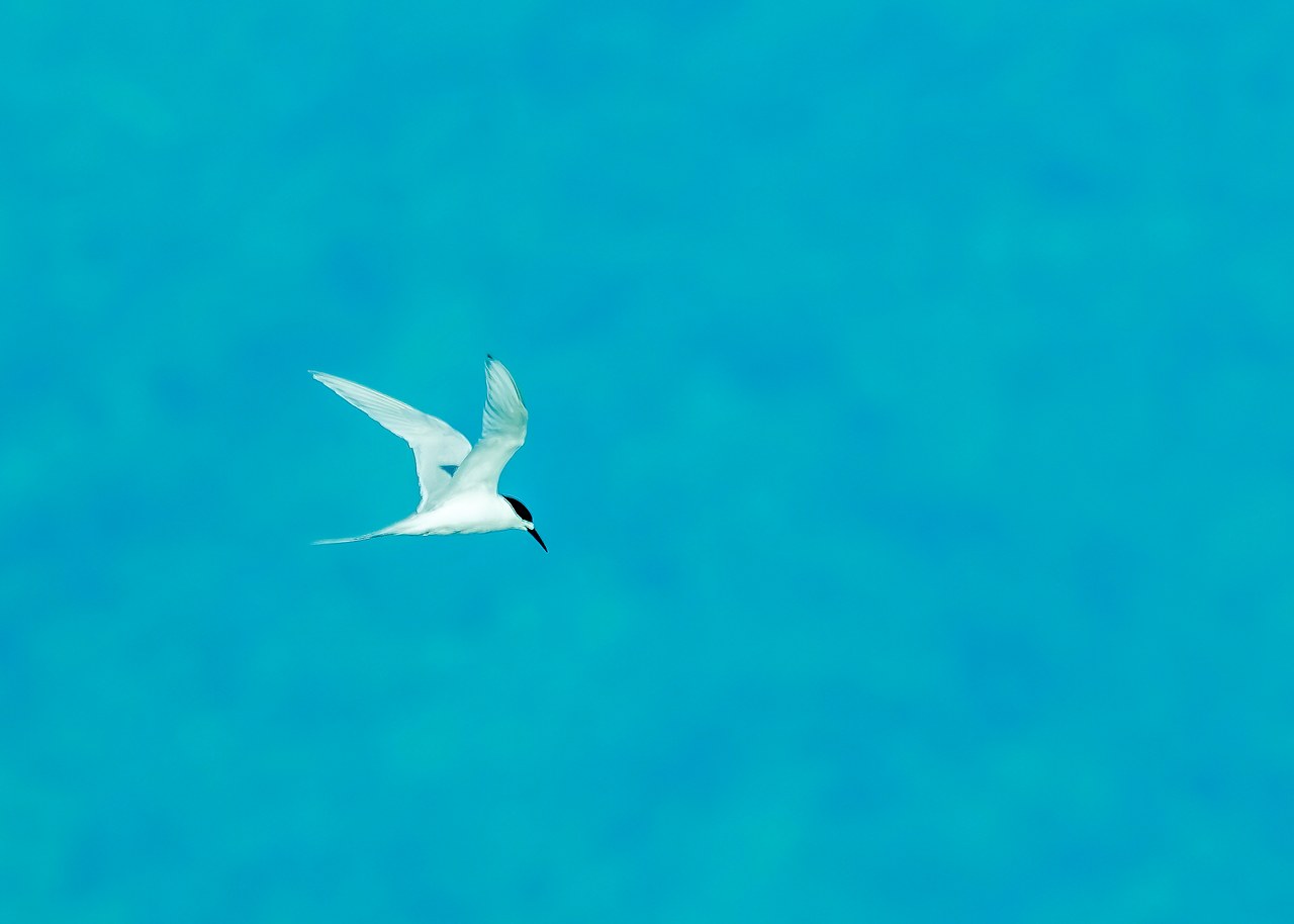 White-fronted Tern flying over bright blue coastal water near Kapiti Island.