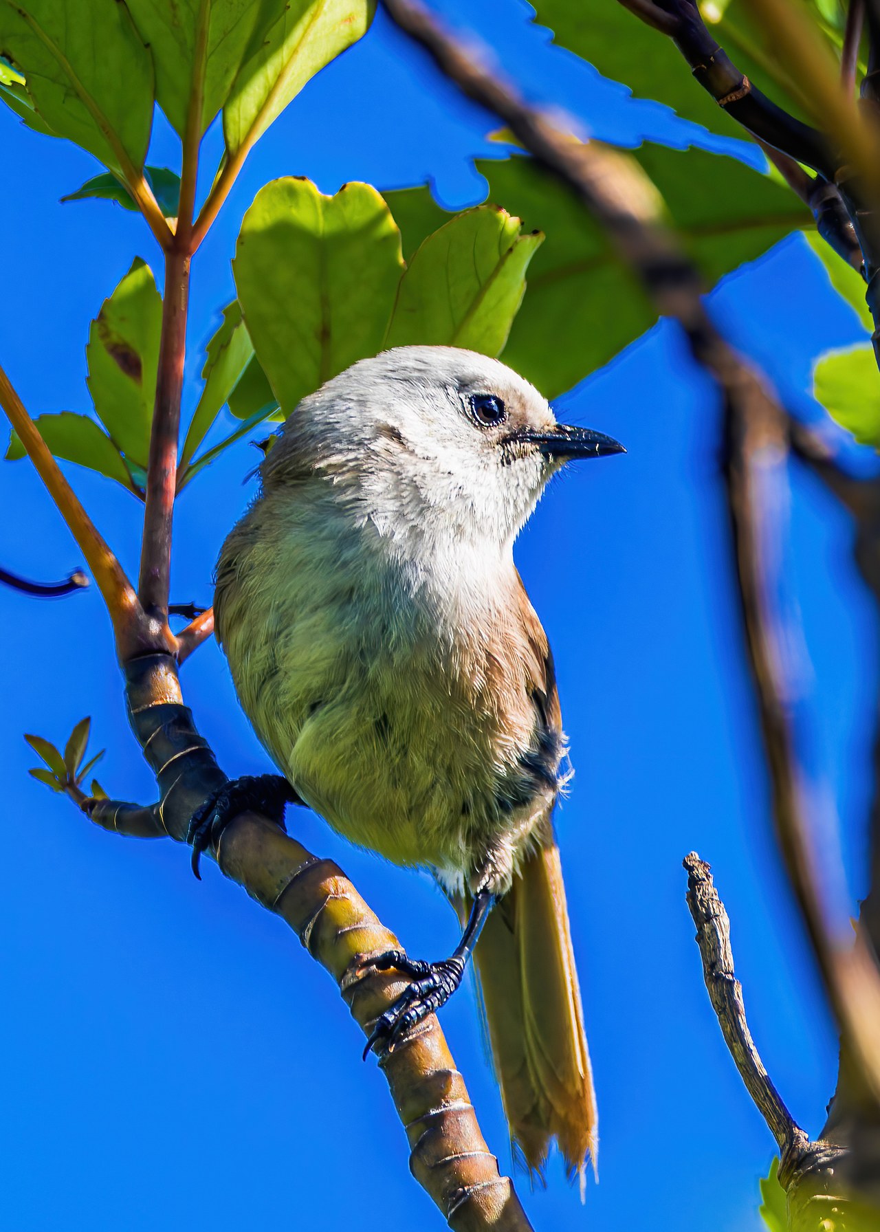 Pōpokotea or Whitehead perched on a branch in forest on Kapiti Island, New Zealand.