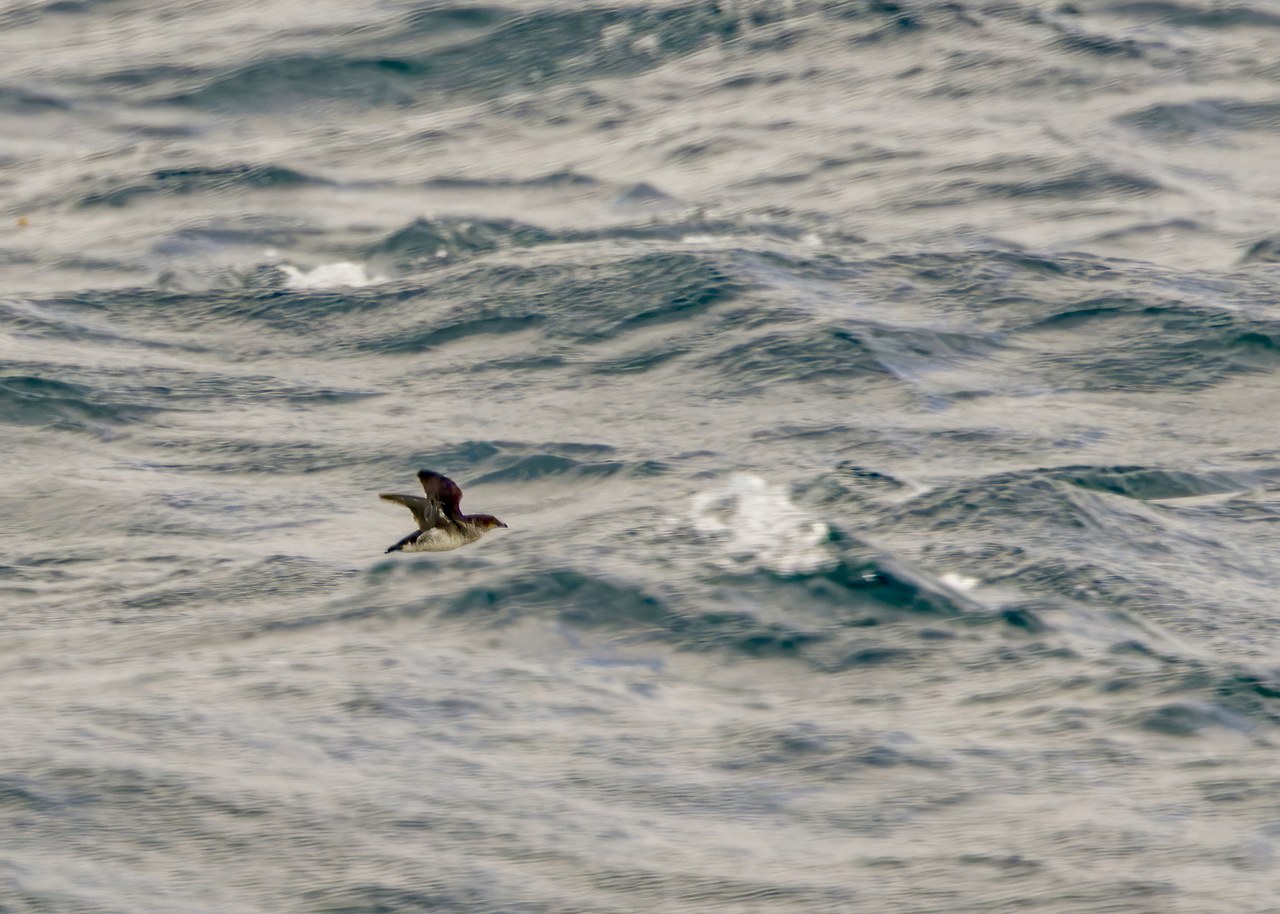 Common Diving-Petrel flying low over rough water during the ferry crossing to Stewart Island