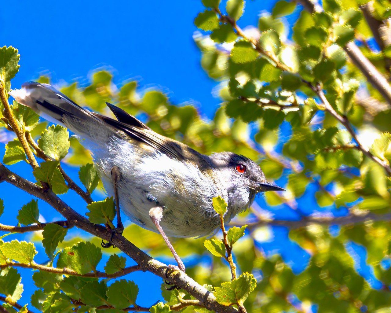 Riroriro, also known as Gray Gerygone, perched among bright green leaves in Fiordland, New Zealand