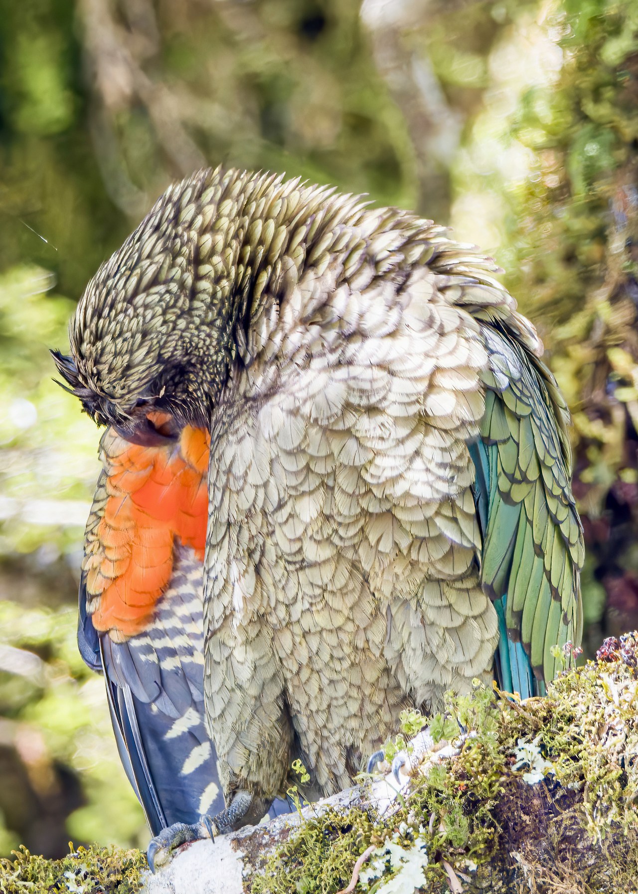 Close view of a Kea showing green and orange wing feathers