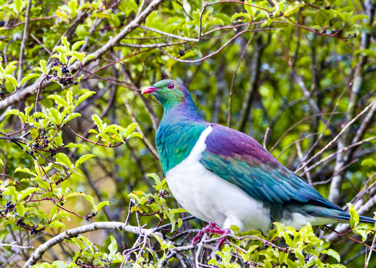 Kererū perched in greenery near the Milford Sound docks