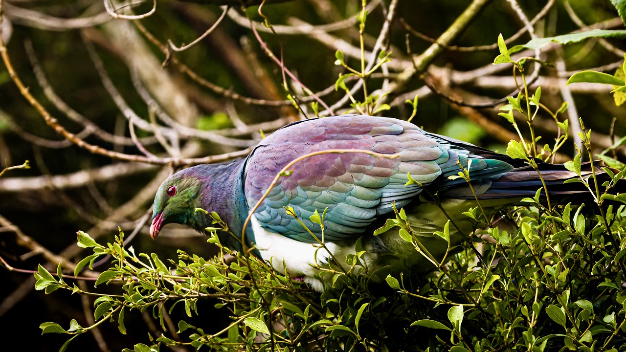 Kererū feeding in greenery on Stewart Island