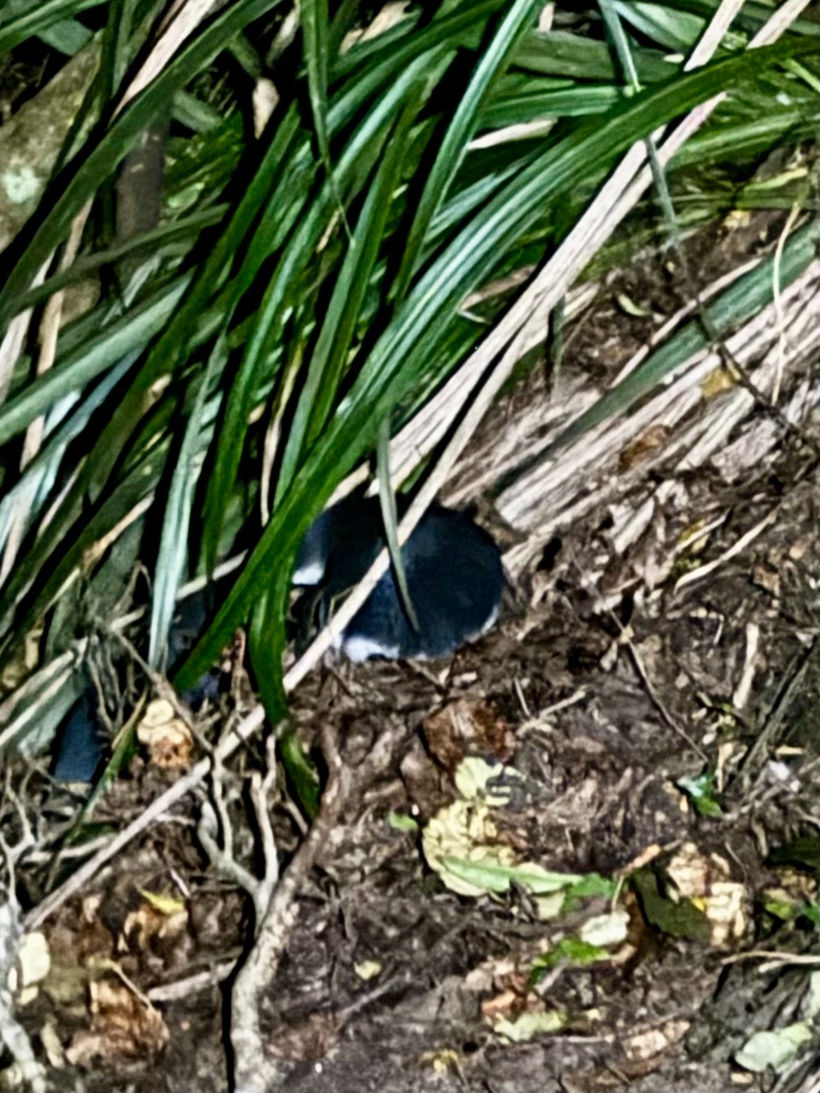Little Blue Penguin barely visible beside a dark trail on Stewart Island at night