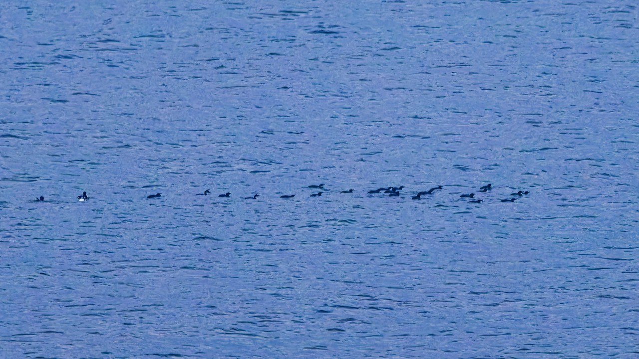 Distant flotilla of little blue penguins gathering offshore near Stewart Island at dusk