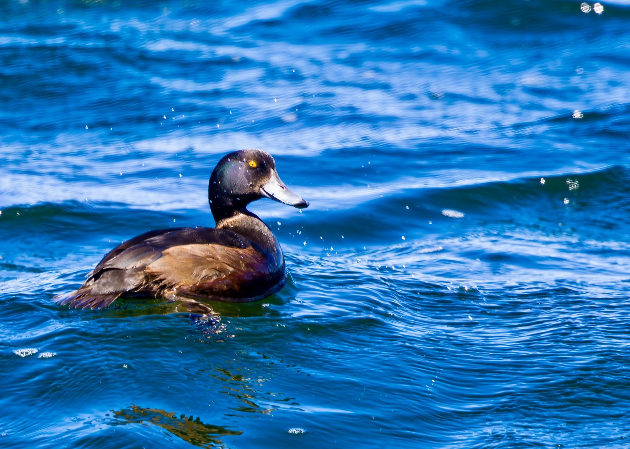 Pāpango, also known as New Zealand Scaup, swimming through bright blue water near Te Anau, New Zealand