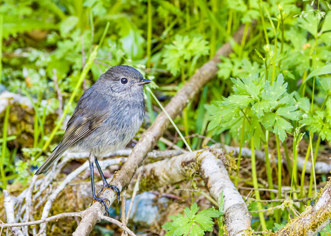 Kakaruai, also known as South Island Robin, perched on a branch among moss and green plants in Fiordland, New Zealand