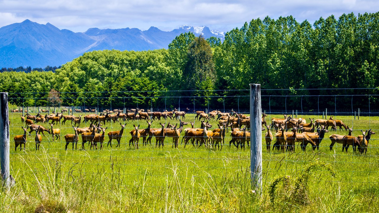 Deer farm in rural Southland, New Zealand, with mountains in the distance